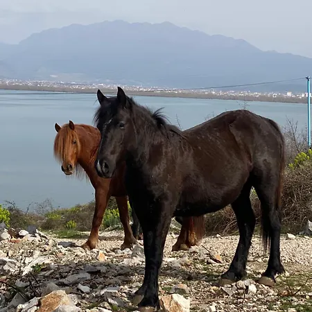 Artists Shkodra