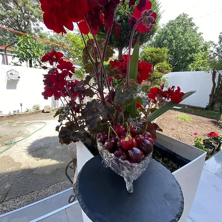 Artists Villa *