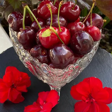 Artists וילה *