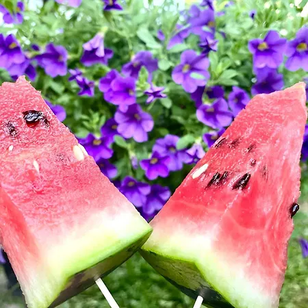 וילה Artists שקודר